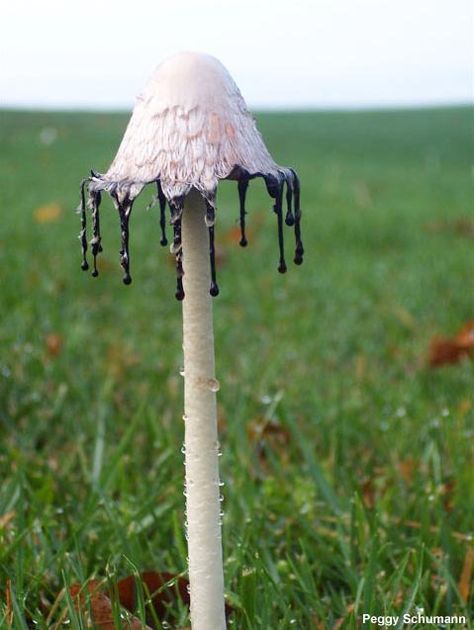 Der Schopf-Tintling (Coprinus comatus) auch Spargelpilz, Porzellantintling, Tintenpilz oder inkorrekt Tintenschopfling genannt, ist eine Pilzart aus der Familie der Champignonverwandten. Er ist in Europa heimisch, häufig und jung ein ausgezeichneter, wenngleich nicht sehr haltbarer Speisepilz, denn alte Exemplare zerfließen zu einer tintenartigen Flüssigkeit. Die Art ist kultivierbar, im Handel wird beispielsweise Körnerbrut angeboten, die vom Pilzgeflecht durchwachsen ist. Lichen Moss, Mushroom Pictures, Slime Mould, Plant Fungus, Mushroom Fungi, Mushroom Art, Wild Mushrooms, Plant Life, Anemone