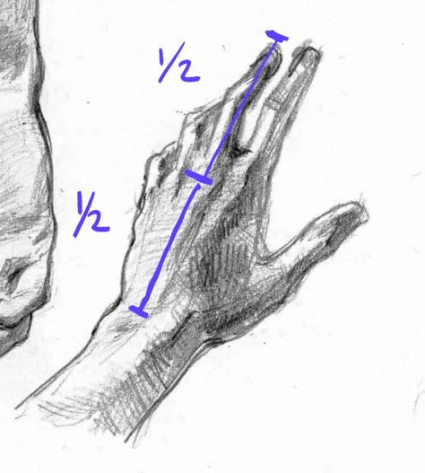 Drawing Hand Step By Step, Hand Drawing Guidelines, How To Draw Hands Step By Step, Hand Proportions, Draw Anime Hands, Draw Hands Step By Step, Simple Anatomy, Hand Studies, Drawing Anime Hands