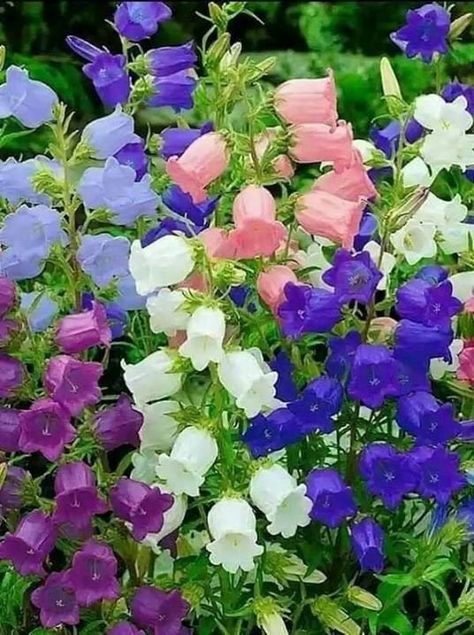 Canterbury Bells, Biennial Plants, Asian Garden, Nothing But Flowers, Flower Therapy, Spring Color, Pretty Plants, Alam Yang Indah, Canterbury