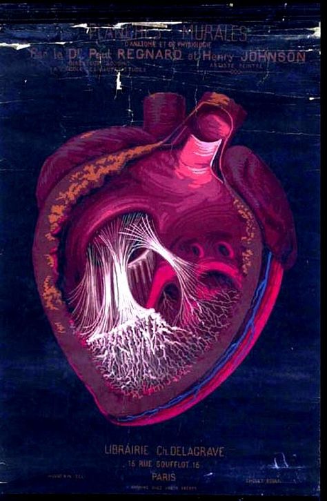 Medical-Anatomy-heart-Planche-denseignement. Illustration Anatomy, Anatomical Illustration, Anatomical Heart Art, Anatomy Lessons, The Human Heart, Anatomy Tutorial, Medical Anatomy, Sketchbook Drawings, Heart Illustration