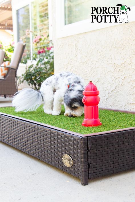 Deck Dog Potty Area, Designated Dog Potty Area, Dog Litter Box Outdoor, Dog Toilet Area Garden, Porch Potty For Dogs, Dog Set Up In Apartment, Dog Potty Area Outside, Litter Box For Dogs, Dog Potty Box