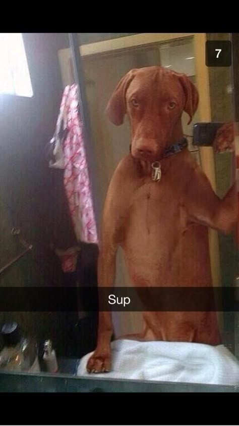 The first ever dog selfie: | The 35 Most Powerful Snapchats Of 2013 Male Selfie, Men Selfie, Funniest Snapchats, Poses Male, Poses Men, Funny Snapchat Pictures, Funny Selfies, Dog Selfie, Snapchat Funny