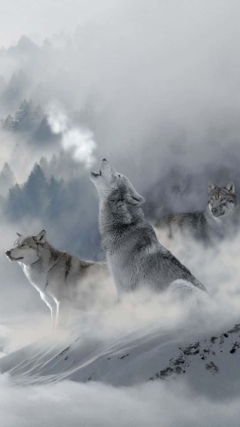 A Beautiful Iphone Wallpaper Of A Wolfs Growing Through The Mist. Wolf Wallpaper Iphone, Iphone Wallpaper Wolf, Wallpaper Iphone 11, Wolf Pics, Beautiful Wolf, Wolf Paw, Winter Wolves, Wolf Background, Wolf Stuff