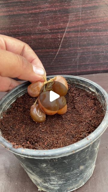 Muhammad Shehbaz on Instagram: "How to grow grapes from seed #garden #viral #reel #reelinstagram #romantic #love #gardening #plants" How To Plant Grapes, Planting Grapes How To Grow, How To Grow Grapes, How To Grow Grapes From Seeds, Grow Grapes From Seeds, Grape Growing, Growing Grapes, Grapes, Seeds