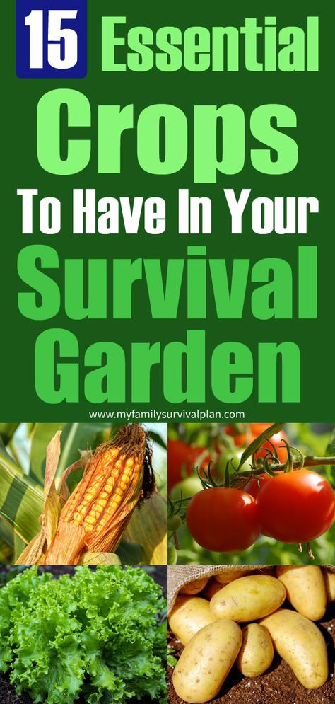 Garden Irrigation Ideas, How To Save Water, Different Types Of Seeds, Types Of Seeds, Roof Top Gardens, Emergency Preparedness Food Storage, Rainwater Collection, Survival Garden, Pictures Landscape