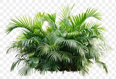 Lush tropical palm leaves foliage | free image by rawpixel.com / Boom Vegetation Png, Landscape Symbols, Png For Editing, Palm Tree Plant, Leaves Png, All Png, Tropical Palm Leaves, Forest Landscape, Tree Leaves