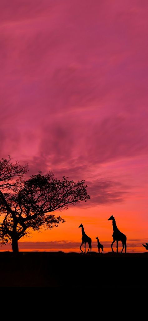 Africa Wallpaper Iphone, Giraffe Wallpaper Iphone, Wallpaper Giraffe, Africa Wallpaper, Giraffe Wallpaper, Wallpaper Video, Iphone Wallpaper Video, World Wallpaper, We Are The World