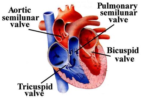 Difference of Arteries and Veins and structure of human Heart (SA and AV node, definition semilunar valve) and more Heart Veins, Anatomi Dan Fisiologi, Anatomy Flashcards, Heart Diagram, Human Physiology, Biology Major, Heart Valves, Arteries And Veins, Penyakit Jantung