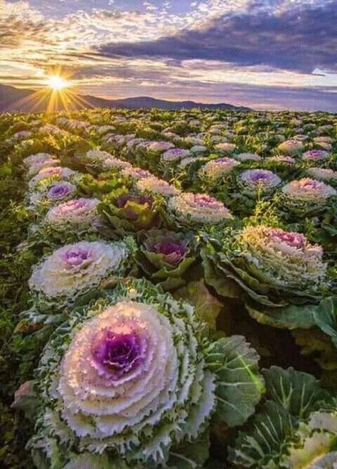 Farm Picture Ideas, Farm Picture, Plantarea Legumelor, Cabbage Flowers, Natural Photography, Baguio, Gardening Advice, Green Lawn, Flower Farm