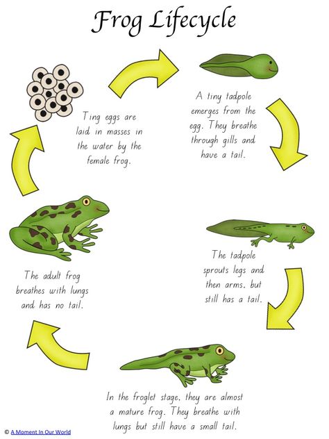 This frog life cycle activity pack is a great way for young children to learn about these interesting creatures. Frog Worksheet, Museum Craft, Frog Life Cycle Activities, Life Cycle Worksheet, Life Cycle Of A Frog, Science Life Cycles, Frog Activities, Frog Life Cycle, Life Cycle Craft