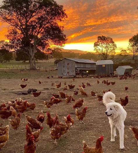 CountryHomeMagazine on Instagram: “Sunset on the farm ✨Photo: @thenaturaleggco #mycountryhome #farmlife #sunset #naturesbeauty #australia” Abandoned Farmhouse, Future Farms, Farm Lifestyle, Farm Photo, Country Lifestyle, Ranch Life, Farms Living, Dream Lifestyle, On The Farm