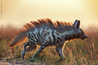 Striped Hyena, Spotted Hyena, Animal Art Projects, Photographie Portrait Inspiration, Interesting Animals, Pretty Animals, Wild Dogs, African Wildlife, Silly Animals