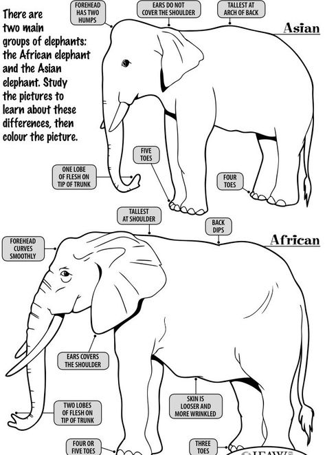 Elephant Facts For Kids, Mammal Unit Study, Group Of Elephants, Elephant Painting Canvas, All About Elephants, Education Worksheets, Elmer The Elephants, Elephant Facts, Katie Taylor