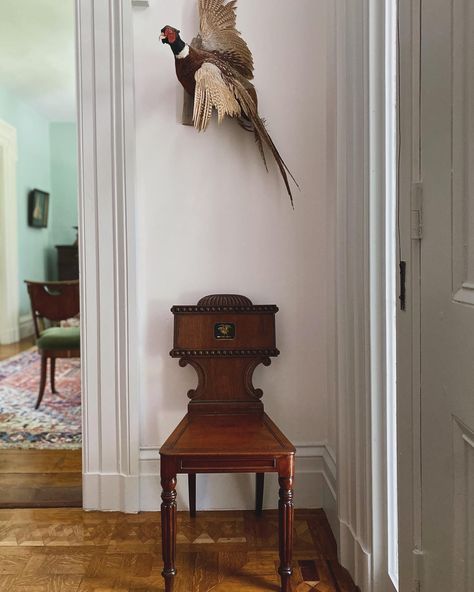 One of a pair of Regency mahogany hall chairs in the entry. The painted crest is of a rampant swan. Ready to duke it out with the Ring-necked pheasant above. Pheasant Decor, Pheasant Mounts, Pheasant Feather Decor, Colonial Style Interior, Hall Chairs, Taxidermy Decor, Ring Necked Pheasant, Feather Decor, Hall Chair