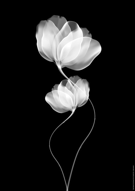 Poster Collection X-Ray Flowers on Behance X Ray Peony Tattoo, X Ray Fashion, X Ray Aesthetic, X Ray Art, X Ray Flower, Xray Photography, Hawthorne Flower, Xray Flower, Ray Aesthetic