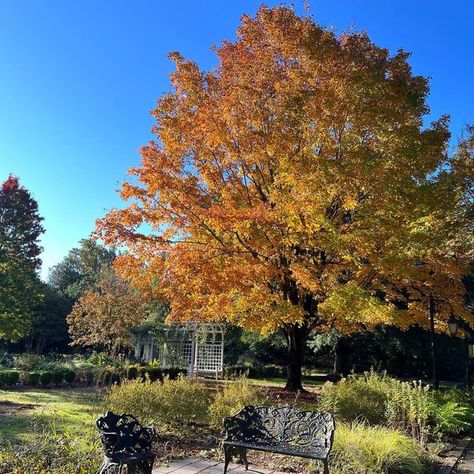 Lewis Ginter Botanical Garden on Instagram: "Our Fall Flair is showing! What’s your favorite part about Fall at the Garden? 🍁🍂🎃 . . . . . . #RVA #fallbeauty #autumnvibes #fallleaves🍁🍂 #fallcolor" Fall Again Glenn Lewis, Lewis Miller Flowers, Edmonia Lewis, St Louis Botanical Garden, Lewis Ginter Botanical Garden, Old Dominion, Autumn Beauty, Autumn Garden, Botanical Garden