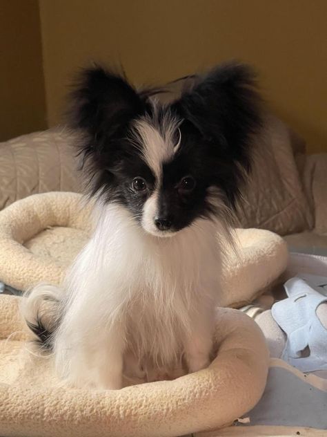 Pappion Dog, Papillon Puppies For Sale, Papillion Puppies, Papillon Dog Puppy, Papillon Puppies, Papillon Puppy, New Puppy Checklist, Beautiful Dog Breeds, Papillon Dog