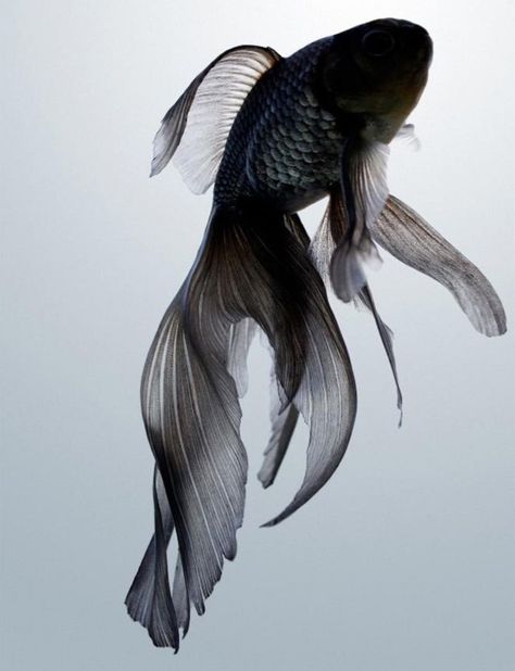 Black Goldfish, Karp Koi, Regnul Animal, Beta Fish, Beautiful Fish, Ocean Life, Betta Fish, Tropical Fish, Aquarium Fish