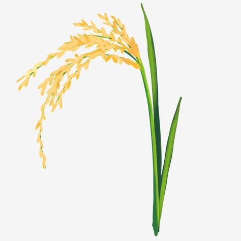 rice,yellow,rice,rice clipart Rice Plant Illustration, Rice Png, Rice Illustration, Rice Plant, Rice Flower, Rice Paddy, Yellow Rice, Branding Design Packaging, Watercolor Projects