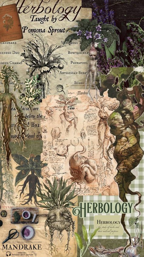 Herbology #mandrake #botanical #greenaesthethic #plants #herbology #hogwarts #harrypotter #recipes #green Herbology Aesthetic, Hogwarts Herbology, Garden Journal, Abyssinian, Pretty Wallpapers Backgrounds, Pretty Wallpapers, Hogwarts, Wallpaper Backgrounds, Cute Wallpapers