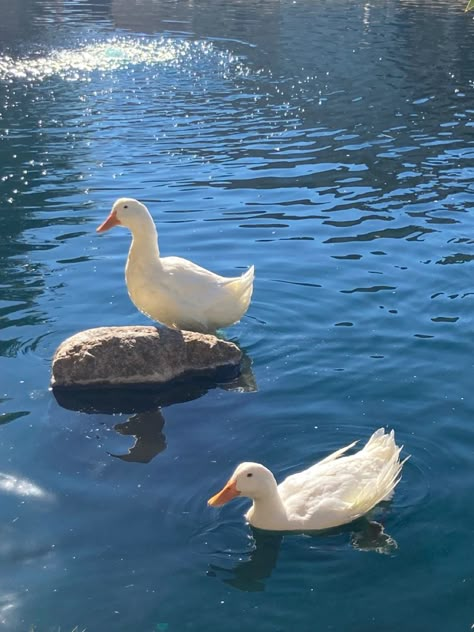 Duck In Water, 숲 사진, Duck Pictures, Duck And Ducklings, Duck Wallpaper, Reference Photos For Artists, Cute Ducklings, Duck Bird, Object Photography