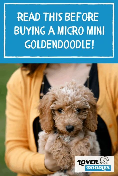 These dogs are reliable, predictable, and bred ethically. And they are everything you like about the Micro-Mini but healthier. Read full post! Small Goldendoodle, Micro Mini Goldendoodle, Goldendoodle Full Grown, Micro Goldendoodle, Toy Goldendoodle, Doodle Dog Breeds, Forever Puppy, Goldendoodle Breeders, Dog Puzzle Toys