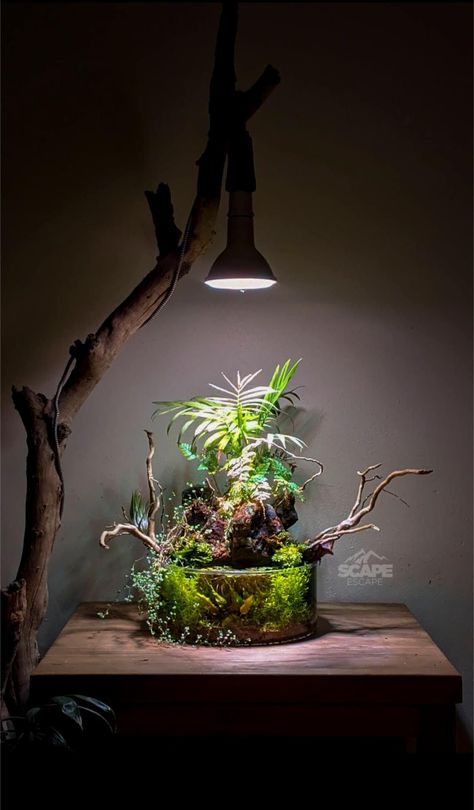 Terrarium Light, Water Terrarium, Plant Aquarium, Desktop Aquarium, Wabi Kusa, Biotope Aquarium, Aquarium Garden, Diy Succulent Terrarium, Fish Tank Terrarium