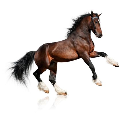 https://flic.kr/p/zYAQrC | Bay horse isolated on white background Different Types Of Animals, Big Horses, Bay Horse, Horse Posters, White Background Photo, Types Of Animals, Black And White Background, Clydesdale, Sendai