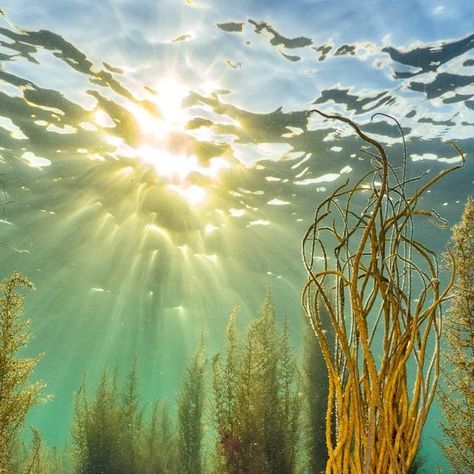 Martin Stevens on Instagram: "Spring is the most colourful time underwater, with the seaweed at its most vibrant, especially when the sun is shining like it has been the last couple of days." Sun Underwater, Sunflower Sea Star, Sea Flowers Underwater, Sea Daffodil, Sun Rays Underwater, Underwater Kelp Forest, Bright Sun, Carl Sagan, Sun Is Shining