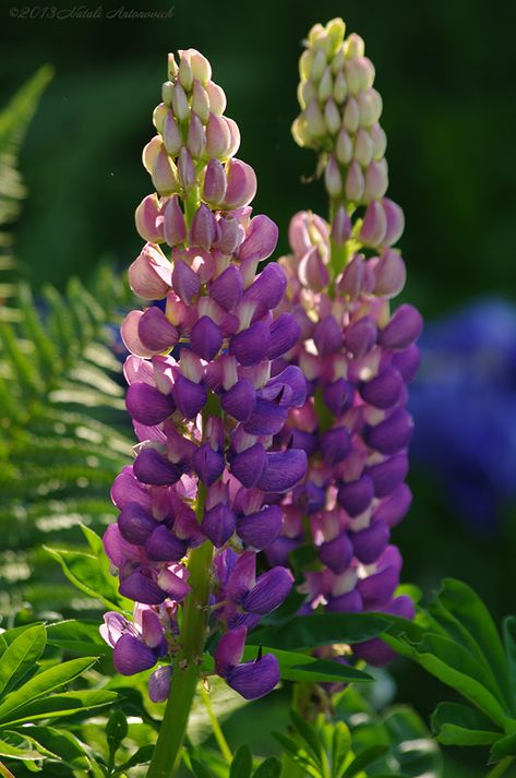 Lupin Flower Aesthetic, Wild Lupine Flowers, Lupine Flowers Garden, Lupins Flowers, Lupines Flowers, Maine Lupines, Lupin Flower, Wild Lupine, Purple Lupine