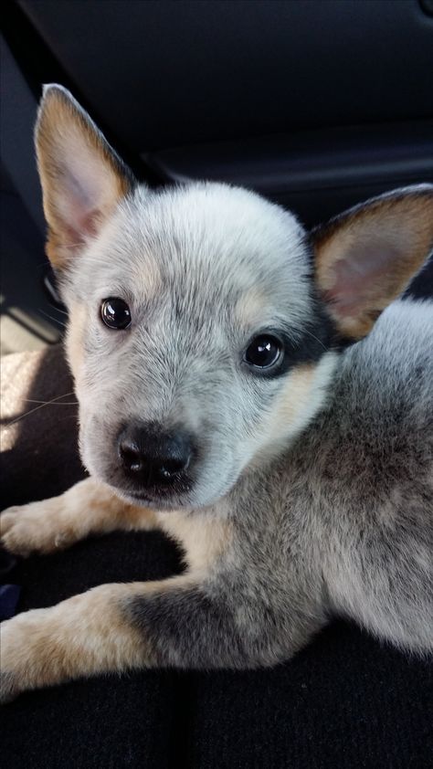 Cooper the Australian Cattle Dog Aussie Cattle Dog, Austrailian Cattle Dog, Cattle Dogs Rule, Blue Heeler Puppies, Red Heelers, Heeler Puppies, Dog Bite, Blue Heeler Dogs, Blue Heelers