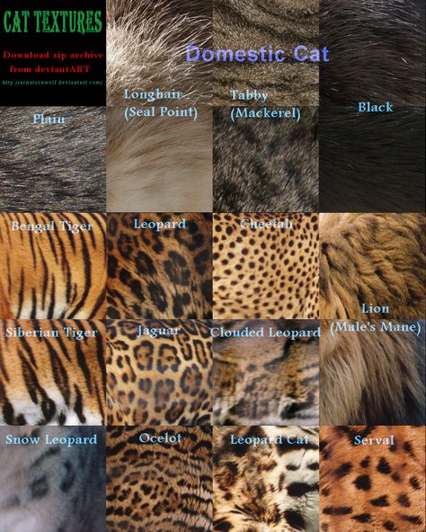 Texture - Cat by ArnaTornwolf.deviantart.com on @DeviantArt Animal Coverings, Color Anime, 2 Animals, Cat Skin, Art Adventure, Clouded Leopard, Animals Pattern, Natural Patterns, Animal Fur