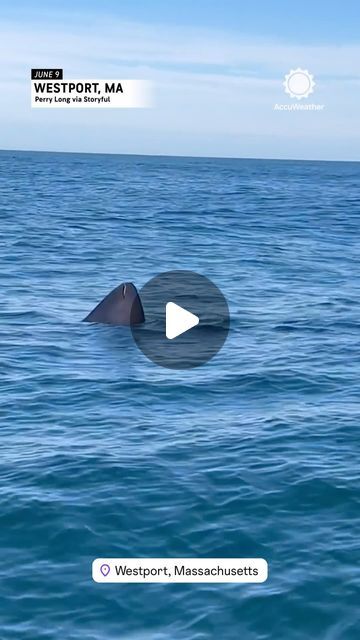 New Bedford Guide on Instagram: "Very large shark off the coast of Westport. @accuweather" Shark Attacks Real, New Bedford, Shark Teeth, Aquarium Fish, Instagram