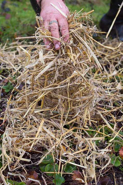 Growing hardy strawberries is a cost-effective endeavor that yields sweet and juicy harvests for years. The best way to maintain vigorous plants is by providing winter protection. Read on for all you need to know to winterize strawberry plants now on Gardener’s Path. #strawberries #wintergardening #gardenerspath Strawberry Bush, Strawberry Beds, Winter Vegetables Gardening, Strawberry Garden, Blueberry Bushes, Growing Strawberries, Garden Veggies, Strawberry Plants, Veg Garden