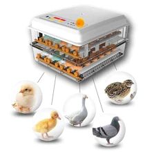 Chicken Incubator, Duck Bird, Egg Incubator, Farm Eggs, Quail Eggs, Mini Eggs, Spring Baby, Ali Express, Chicken Eggs