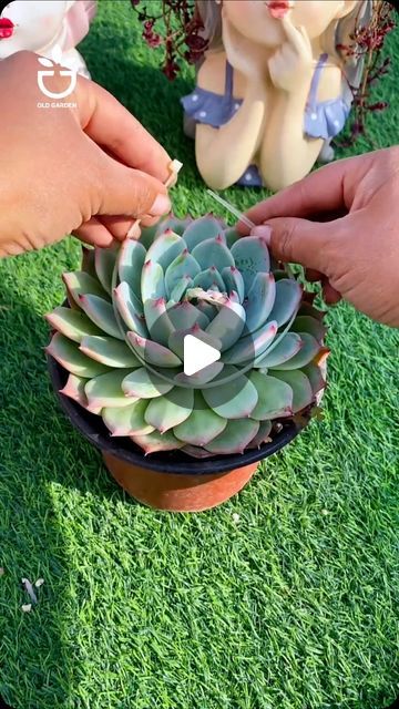 Succulent Dish Garden Ideas, How To Succulents Propagate, Succulents In Pots Ideas, Suculentas Ideas, Miniature Garden Design, Cool Succulents, Jade Succulent, Different Types Of Succulents, Succulent Rock Garden