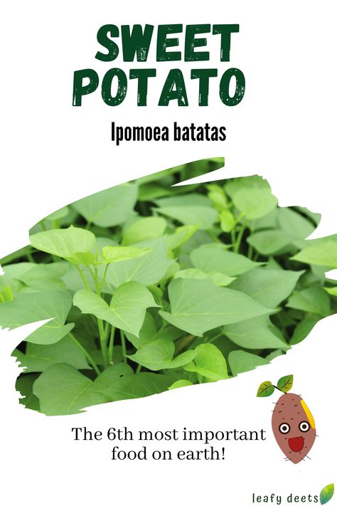 Benefits Of Sweet Potato, Sweet Potato Leaves, Sweet Potato Vine, Leafy Greens, Dietary Fiber, On Earth, Health Benefits, Sweet Potato, Potato