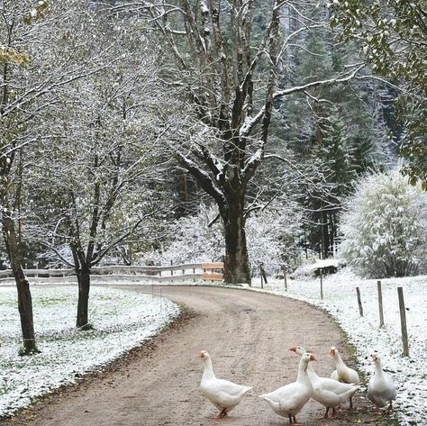 Winter In The Woods, Dirt Road, Winter Magic, Winter Scenery, Winter Wonder, Winter Aesthetic, Winter Scenes, Winter Time, Landscape Photos