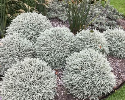 Santolina chamaecyparissus | GardensOnline Santolina Plant, Santolina Chamaecyparissus, Silver Plants, Courtyard Patio, Bee Friendly Plants, Garden Bed Layout, Mediterranean Landscape, Silver Plant, Lavender Cotton