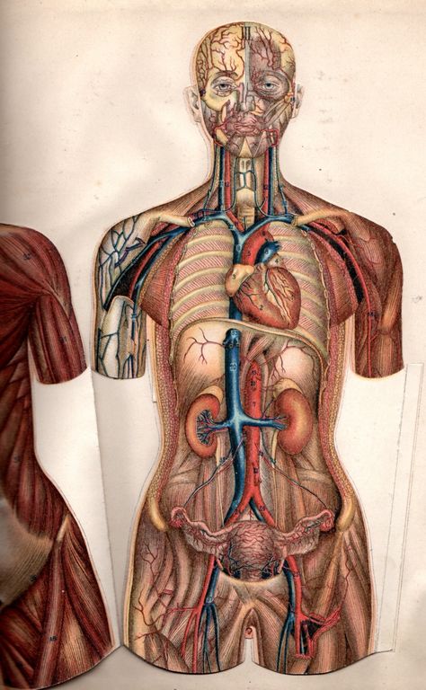 Worksheets: Systems of the Human Body (Grades 3-5). A collection of worksheets on the circulatory, digestive, respiratory, skeletal, and central nervous systems, as well as an overall study guide. http://www.curriki.org/xwiki/bin/view/Coll_bigleyj/SystemsoftheHumanBody Human Anatomy Female, Anatomy Organs, Human Body Organs, Systems Art, Anatomy Models, Female Reproductive System, Human Body Anatomy, Human Anatomy And Physiology, Vintage Medical