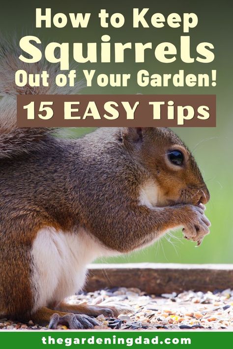 Squirrel Proof Garden, Squirrel Repellant, Get Rid Of Squirrels, Fruit Growing, Farming Ideas, Garden Prepping, Herb Gardening, Plant Problems, Garden Products