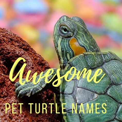 100+ Awesome and Fun Pet Turtle Names Pet Turtle Names, Pet Tortoise, Turtle Facts, Turtle Names, Leopard Tortoise, Cute Tortoise, Marine Turtle, Wood Turtle, Turtles Funny