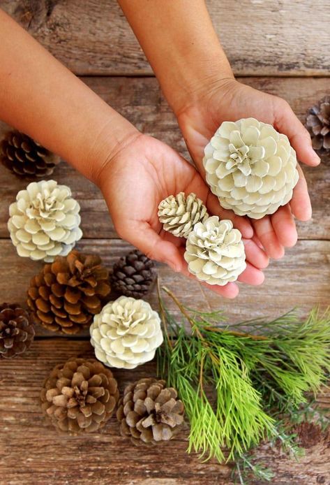 Make beautiful "bleached pinecones" in 5 minutes without bleach! Non-toxic & easy DIY pine cone craft, perfect for fall, winter, Thanksgiving & Christmas decorations! - A Piece of Rainbow #pinecones #pineconecrafts #diy #homedecor #homedecorideas #diyhomedecor #thanksgiving #christmas #christmasdecor #christmascrafts #christmasideas #christmasdecorations #crafts #fall #winter #farmhouse #vintage #farmhousestyle #farmhousedecor #weddingdecor Bleached Pinecones, Bleach Pinecones, Pine Cone Art, Diy Pinecone, Pine Cone Decorations, Pinecone Wreath, Cones Crafts, Mason Jar Centerpieces, Pine Cone Crafts