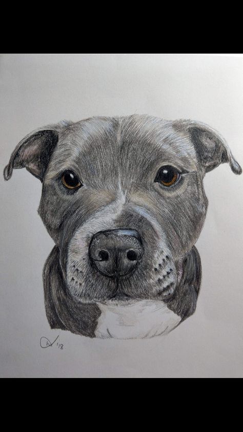 Pencil drawing by The Pawsome Pencil of Boston our blue staffy x Staffy Drawing Pencil, Pitbull Drawing Pencil, Pitbull Dog Drawing, Brindle Staffy, Pitbull Drawing, Pitbull Blue, Blue Staffy, Drawing Dogs, Pitbull Art