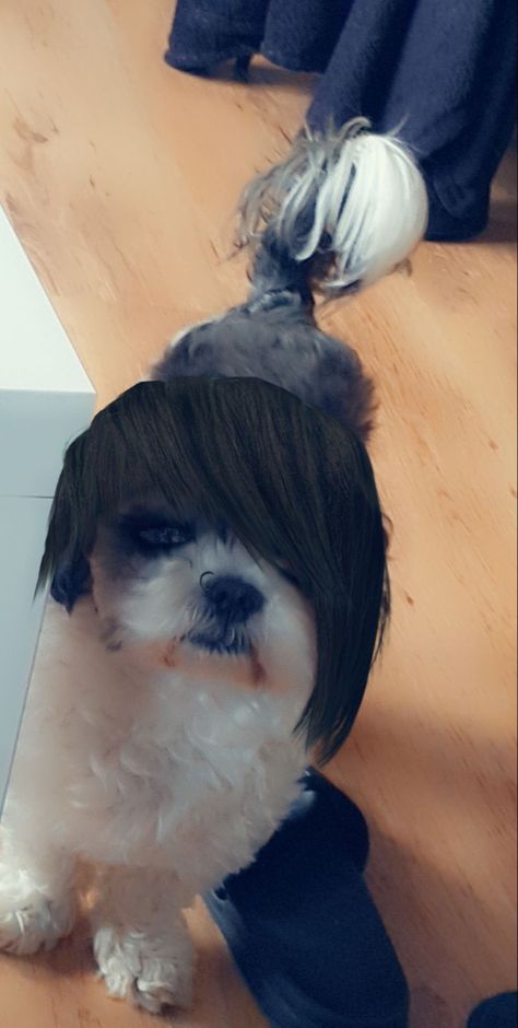 Emo Dog, Aesthetic Dog, Emo Aesthetic, Dog Dresses, Collage, Memes, Dogs, Pins, Quick Saves