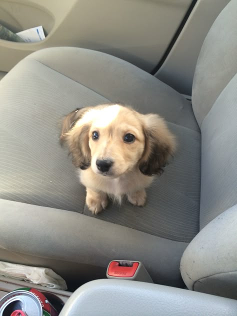 English cream long haired dachshund Cream Long Haired Dachshund, Cream Dachshund, Daschund Puppies, Dachshund Breed, English Cream, Dachshund Funny, Miniature Dachshunds, Long Haired Dachshund, Popular Dog Breeds