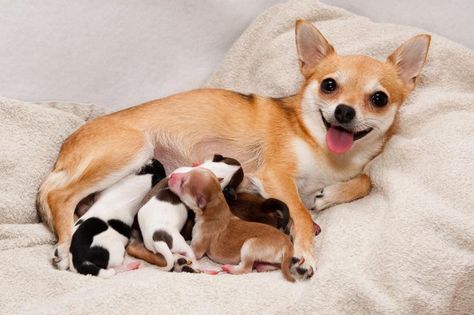 Perra amamantando a sus cachorros Dog Labor, Weaning Puppies, Newborn And Dog, Breeding Dogs, Chihuahua Breeds, Pregnant Dog, Chihuahua Mix, Chihuahua Puppies, Puppy Care