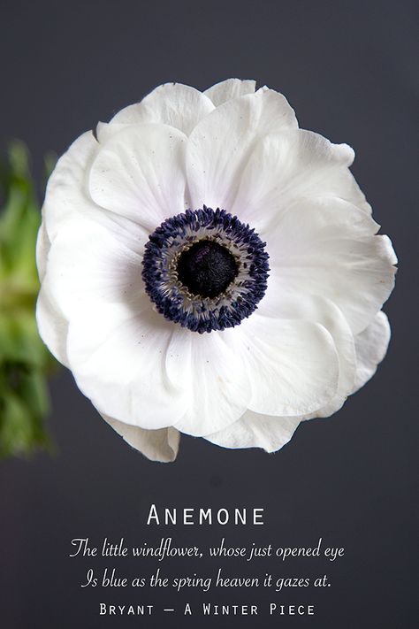 Anemone Anomie Flower, Anemones Flower, Anemone Flower Colors, White Anenome Flower, Anemone White, Anenome Flower, Japanese Anemone White, Anemone Symbolism, White Anemone Flower