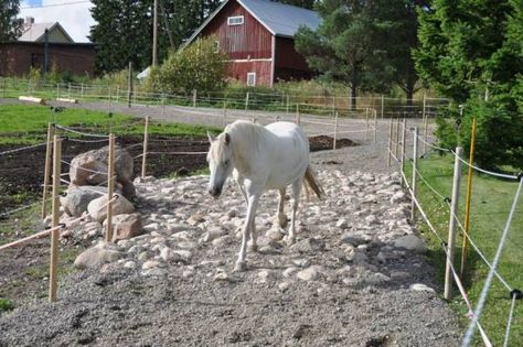 Pasture Management, Paddock Trail, Horse Paddock, Horse Farm Ideas, Paddock Paradise, Horse Shelter, Healthy Horses, Dream Stables, Horse Facility