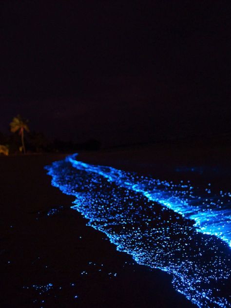 Glowing Beaches, Glowing Algae, Sea Of Stars Maldives, Mermay 2023, Bioluminescent Algae, Bioluminescent Plankton, Sea At Night, Night Ocean, Puerto Rico Trip